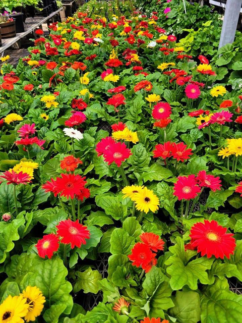 Gerber Daisies